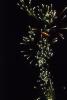 New Year's Eve at Mosman Point