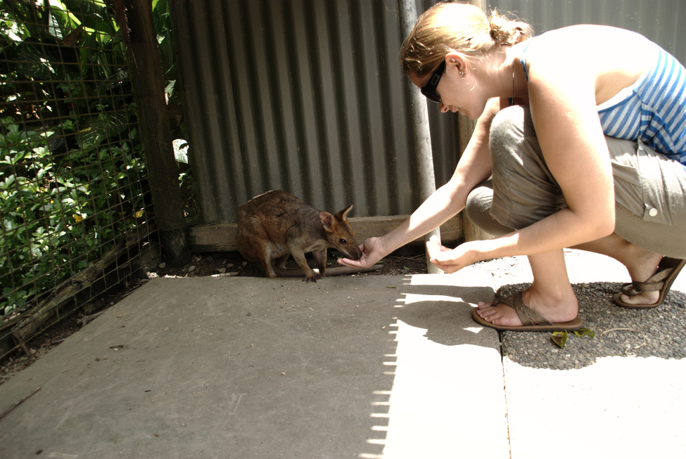 Wallaby