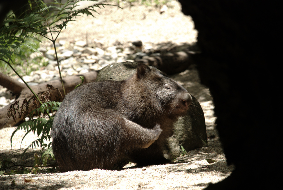 Wombat
