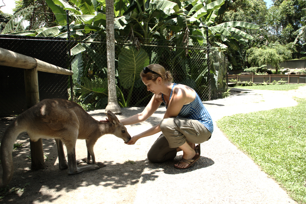 Kangaroo