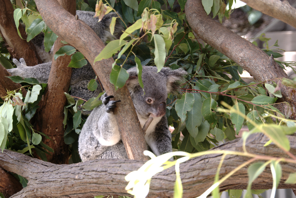 Koalas