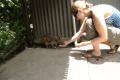 Wallaby