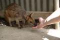 Wallaby