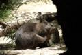Wombat