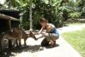 Kangaroo