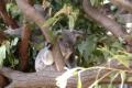 Koalas