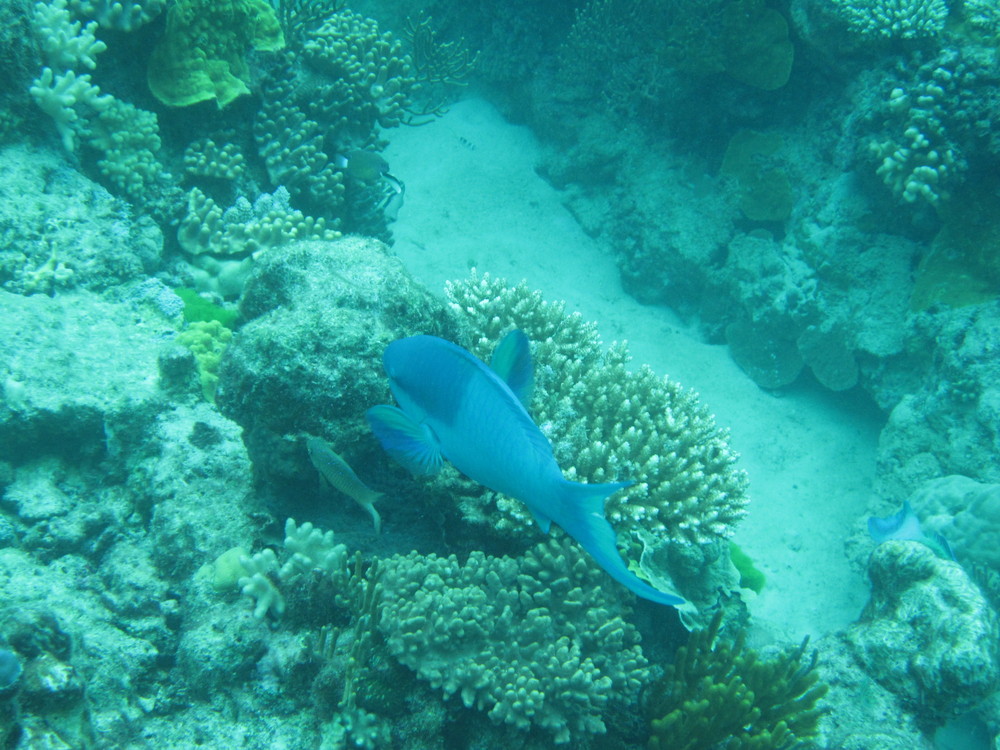 Image australia-2011-01/diving/IMG_1174.JPG