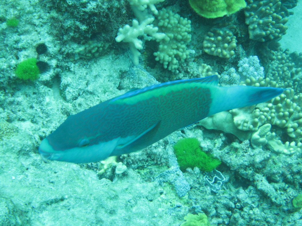 Image australia-2011-01/diving/IMG_1175.JPG