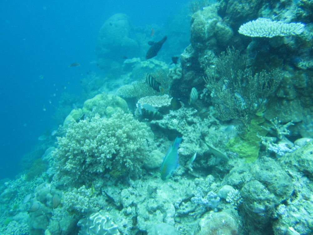 Image australia-2011-01/diving/IMG_1214.JPG