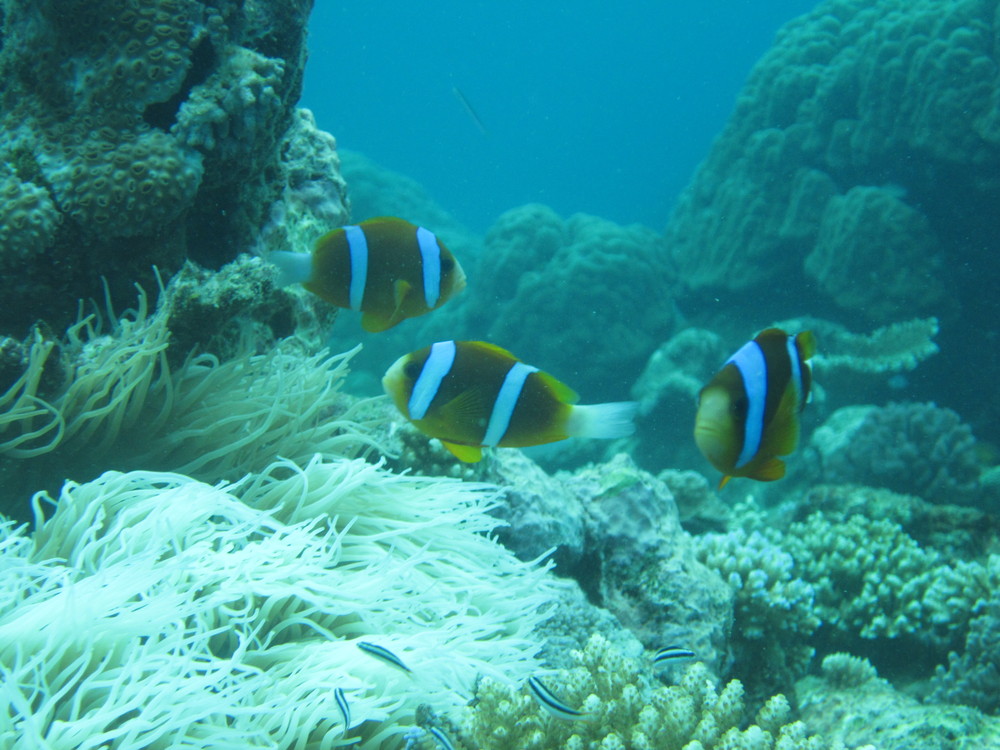 Image australia-2011-01/diving/IMG_1219.JPG