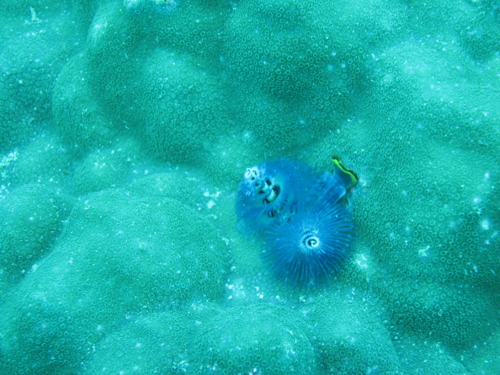 Image australia-2011-01/diving/IMG_1277.JPG