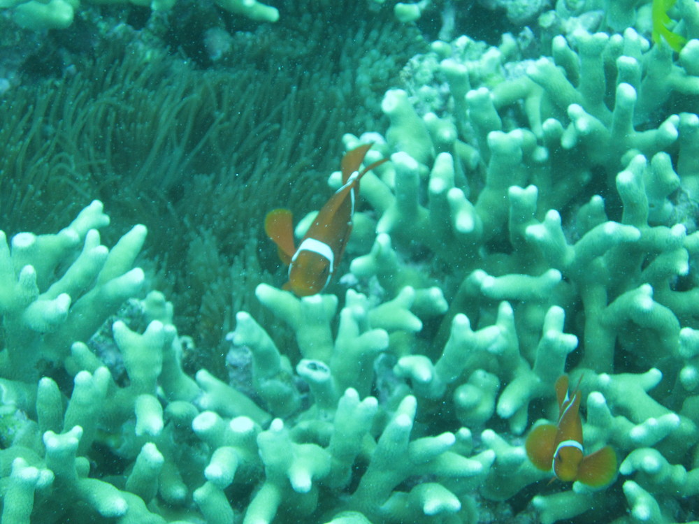 Image australia-2011-01/diving/IMG_1303.JPG