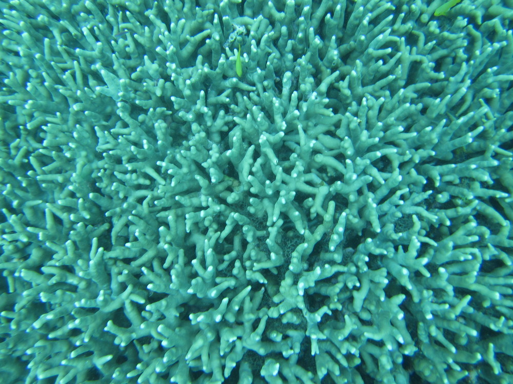Image australia-2011-01/diving/IMG_1312.JPG