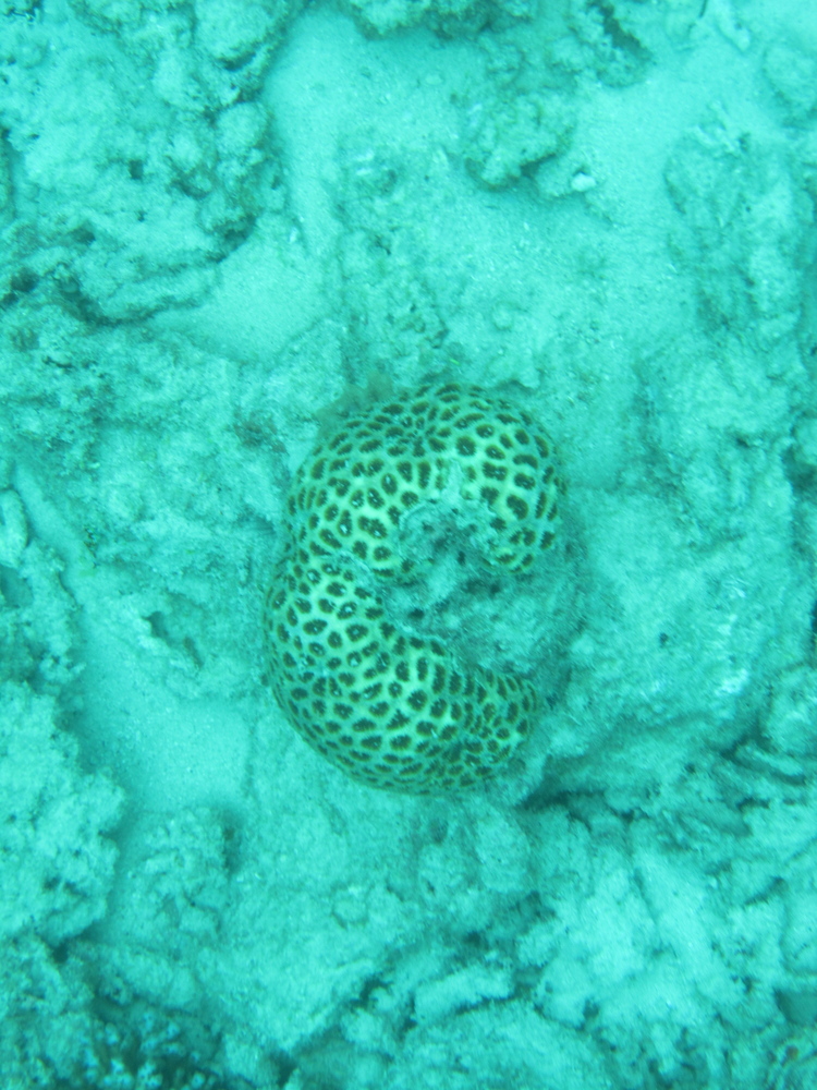 Image australia-2011-01/diving/IMG_1322.jpg