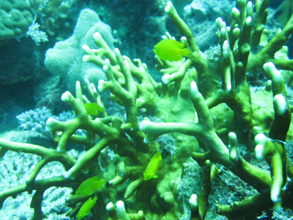 Image australia-2011-01/diving/IMG_1373.JPG