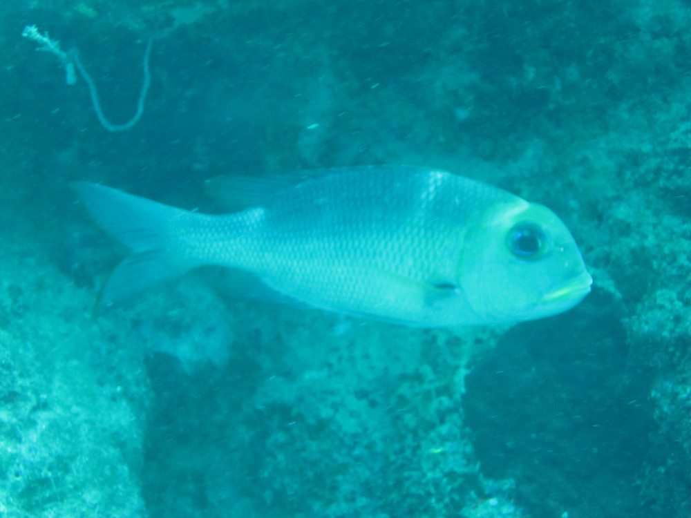 Image australia-2011-01/diving/IMG_1396.JPG