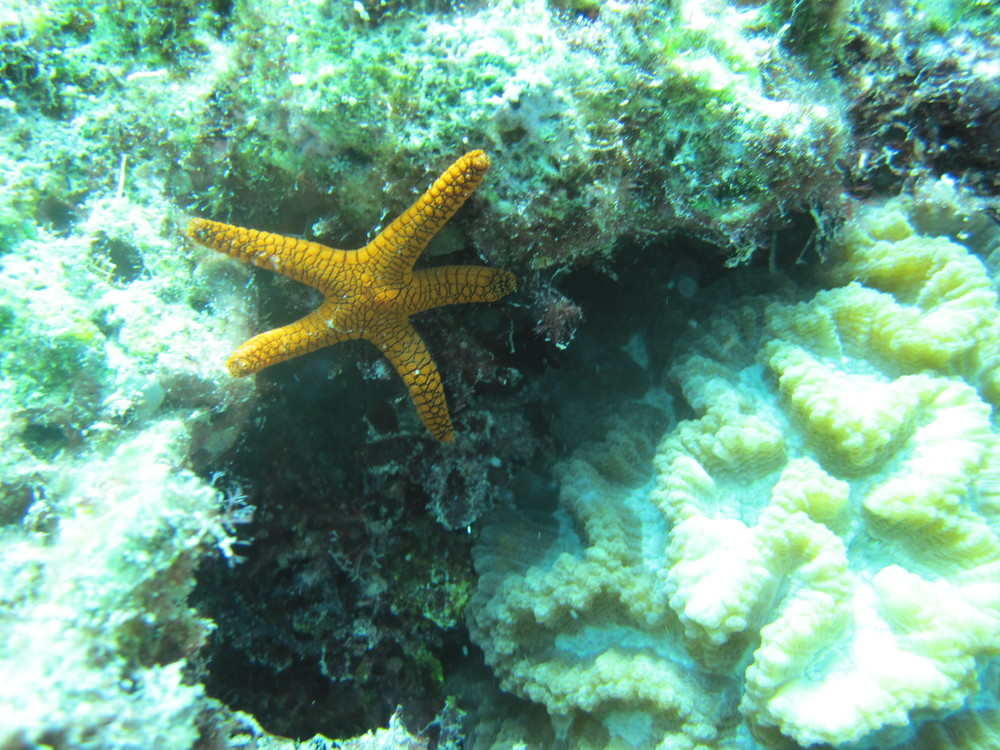 Image australia-2011-01/diving/IMG_1411.JPG