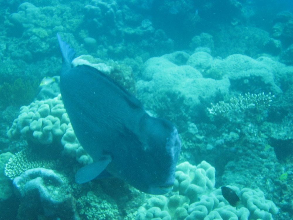 Image australia-2011-01/diving/IMG_1424.JPG
