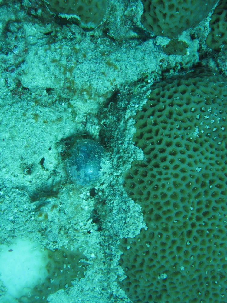 Image australia-2011-01/diving/IMG_1431.jpg