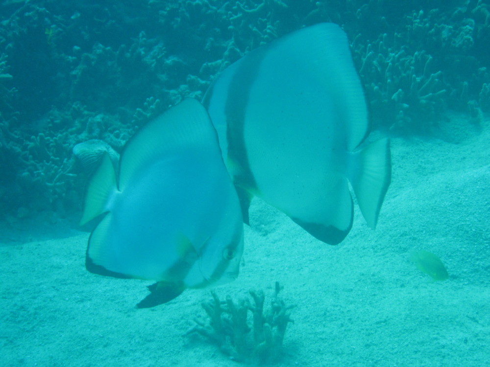 Image australia-2011-01/diving/IMG_1446.JPG