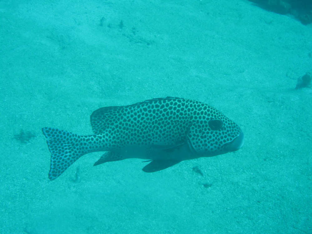 Image australia-2011-01/diving/IMG_1449.JPG
