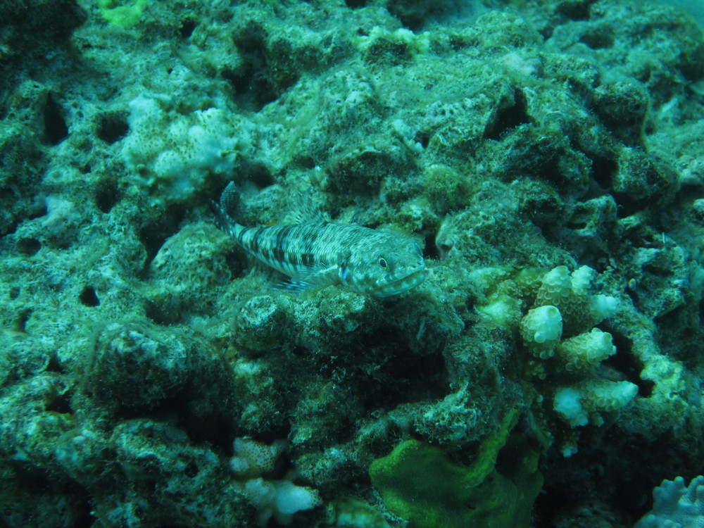 Image australia-2011-01/diving/IMG_1470.JPG