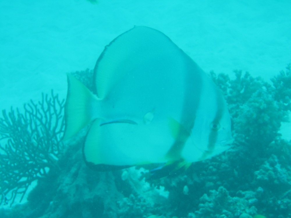 Image australia-2011-01/diving/IMG_1479.JPG