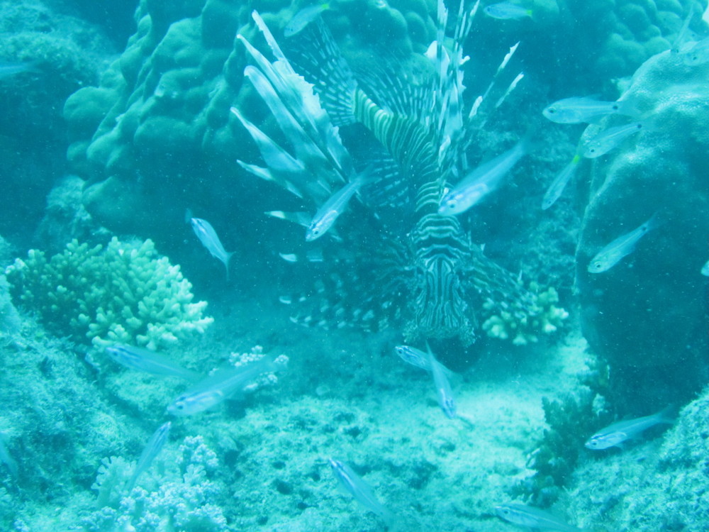 Image australia-2011-01/diving/IMG_1500.JPG