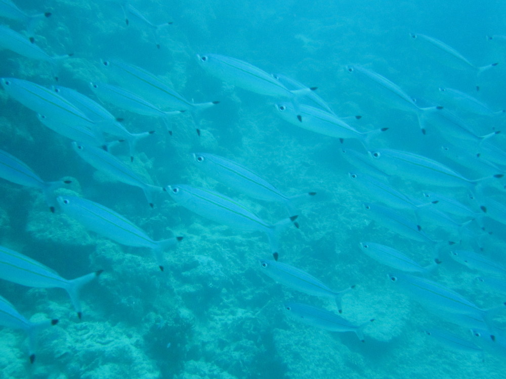 Image australia-2011-01/diving/IMG_1515.JPG