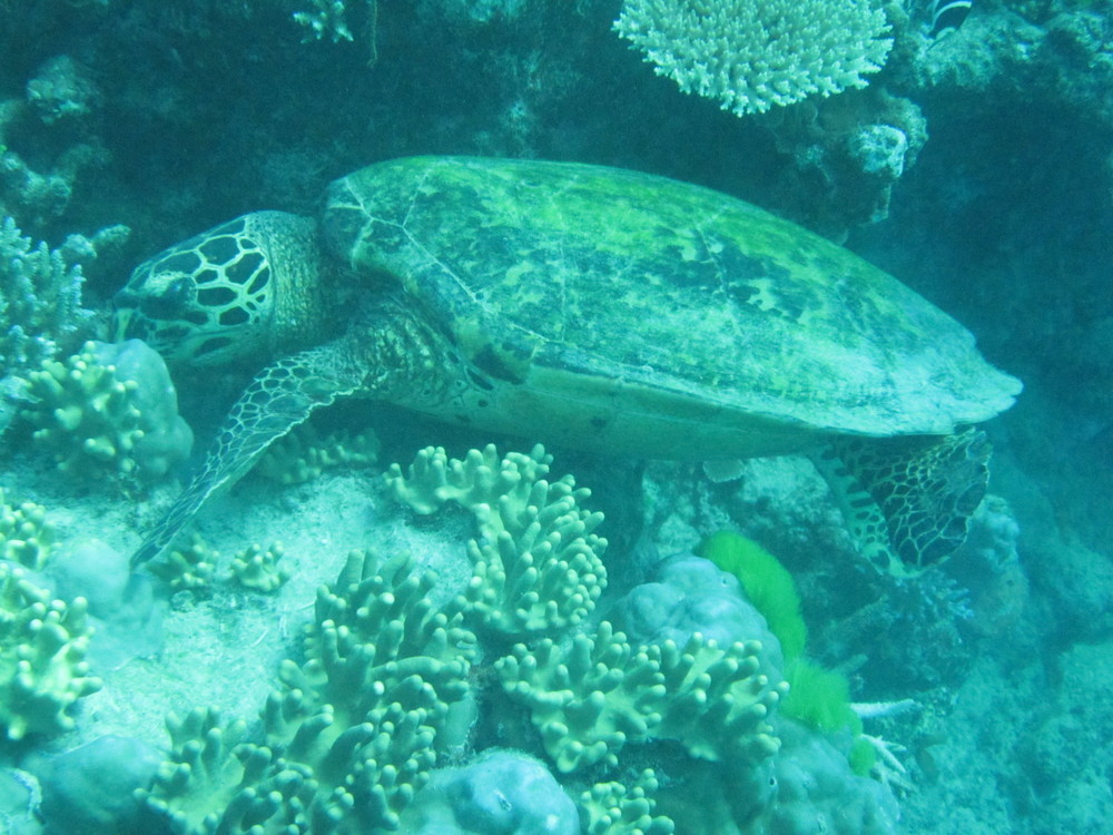 Image australia-2011-01/diving/IMG_1533.JPG