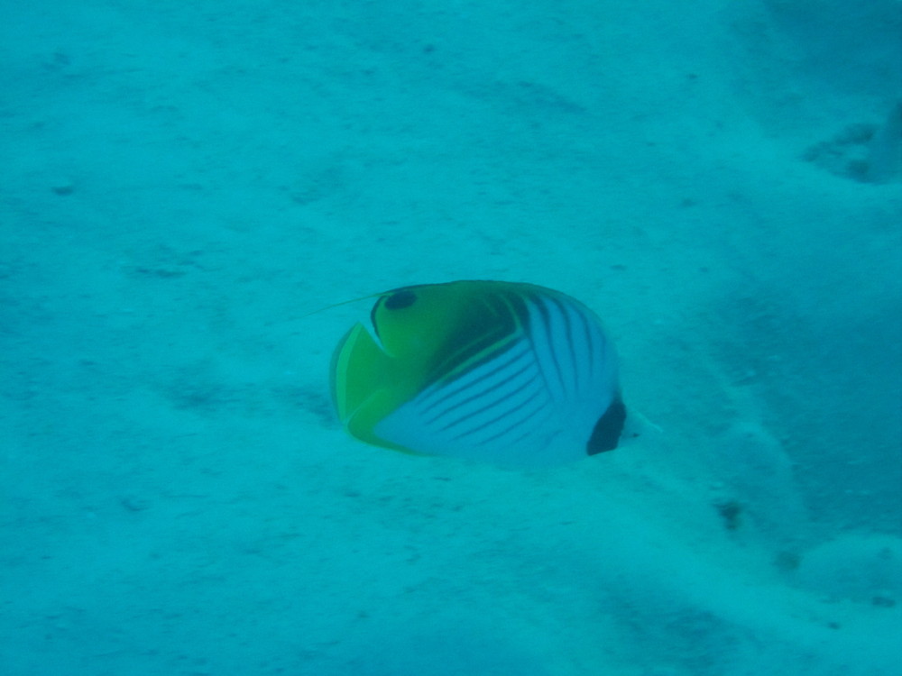 Image australia-2011-01/diving/IMG_1570.JPG