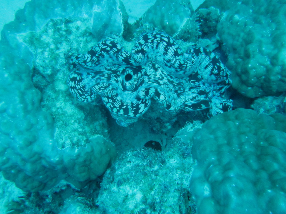 Image australia-2011-01/diving/IMG_1581.JPG