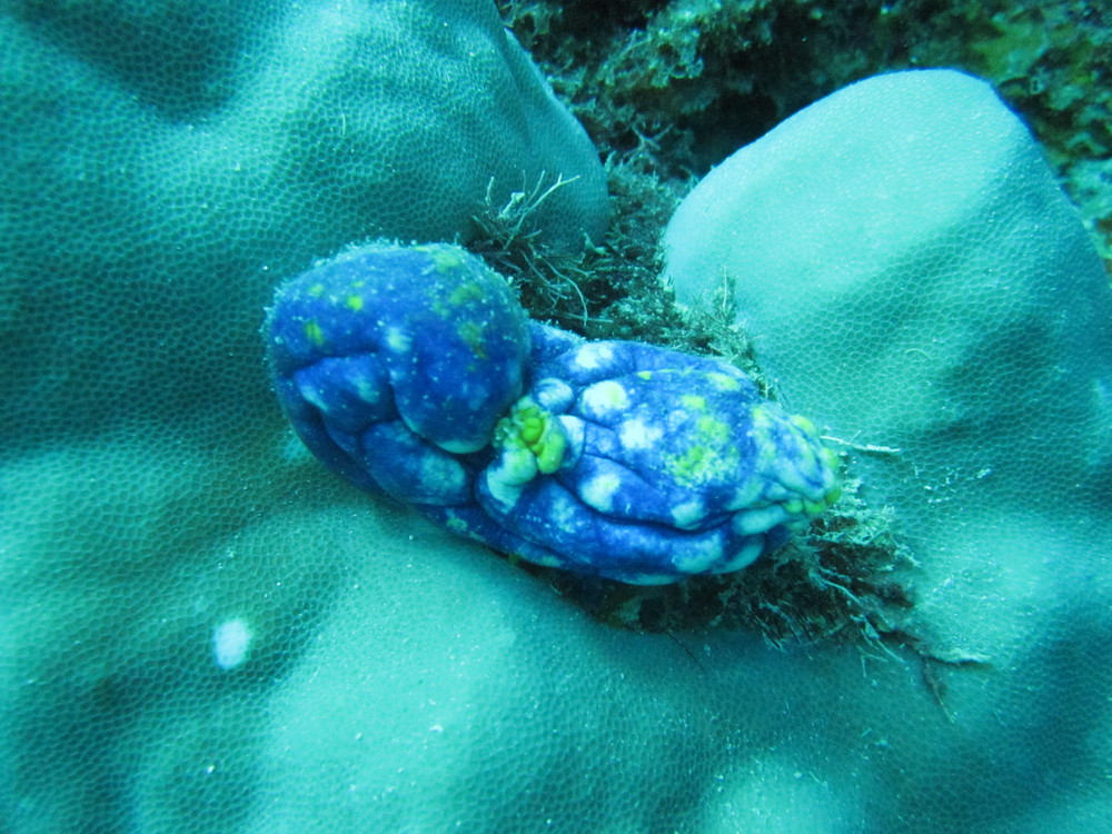 Image australia-2011-01/diving/IMG_1623.JPG