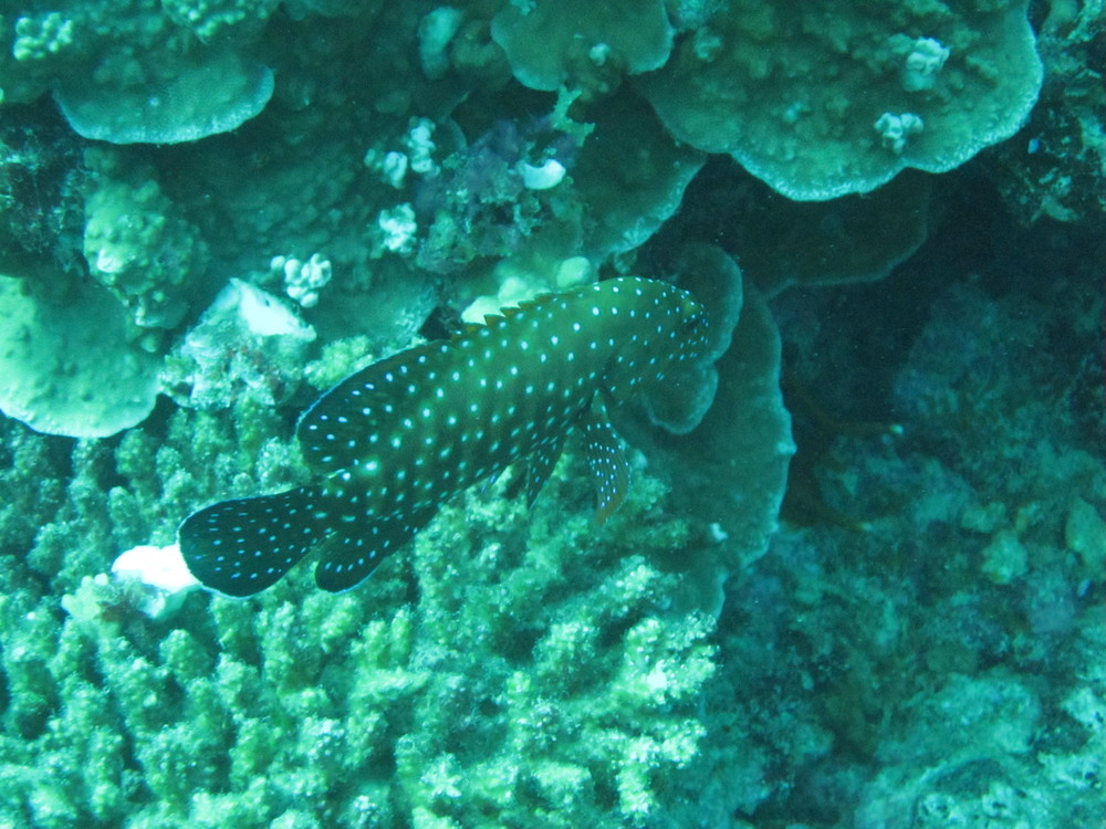 Image australia-2011-01/diving/IMG_1639.JPG
