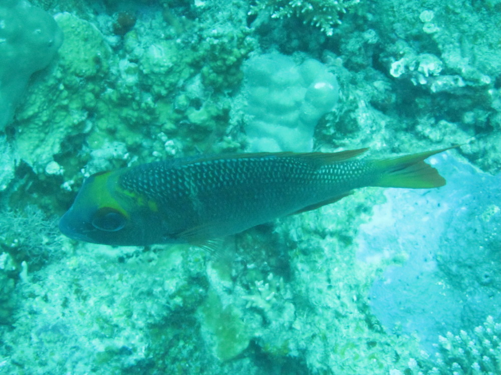 Image australia-2011-01/diving/IMG_1642.JPG