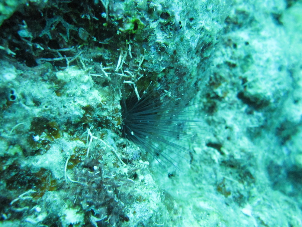 Image australia-2011-01/diving/IMG_1655.JPG