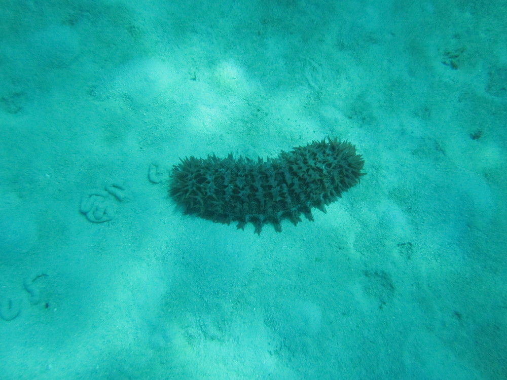 Image australia-2011-01/diving/IMG_1665.JPG