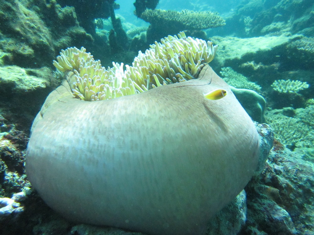 Image australia-2011-01/diving/IMG_1677.JPG