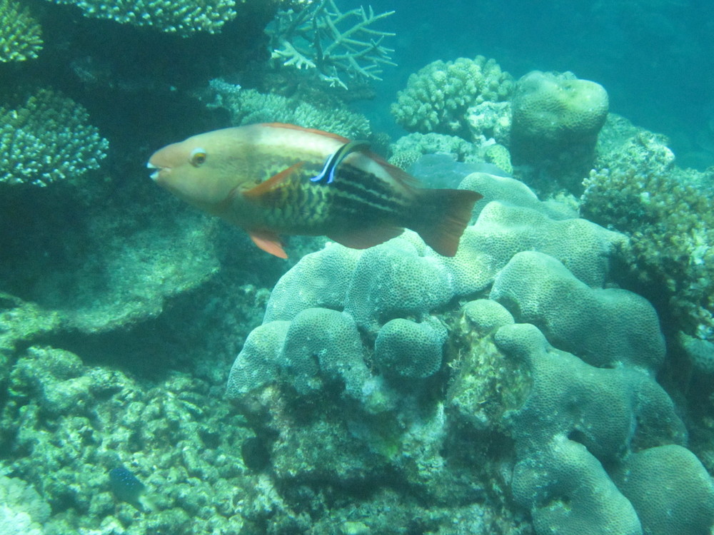 Image australia-2011-01/diving/IMG_1700.JPG