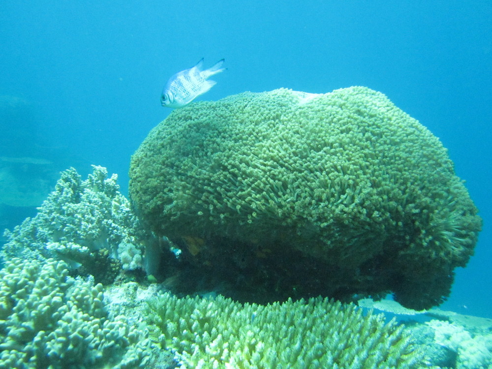 Image australia-2011-01/diving/IMG_1704.JPG