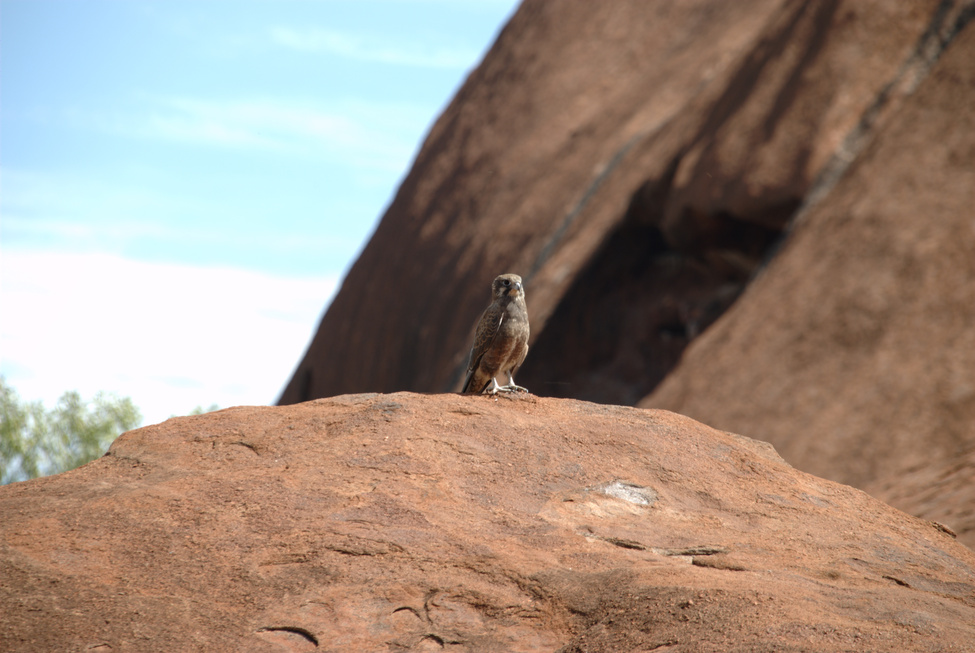 Uluru