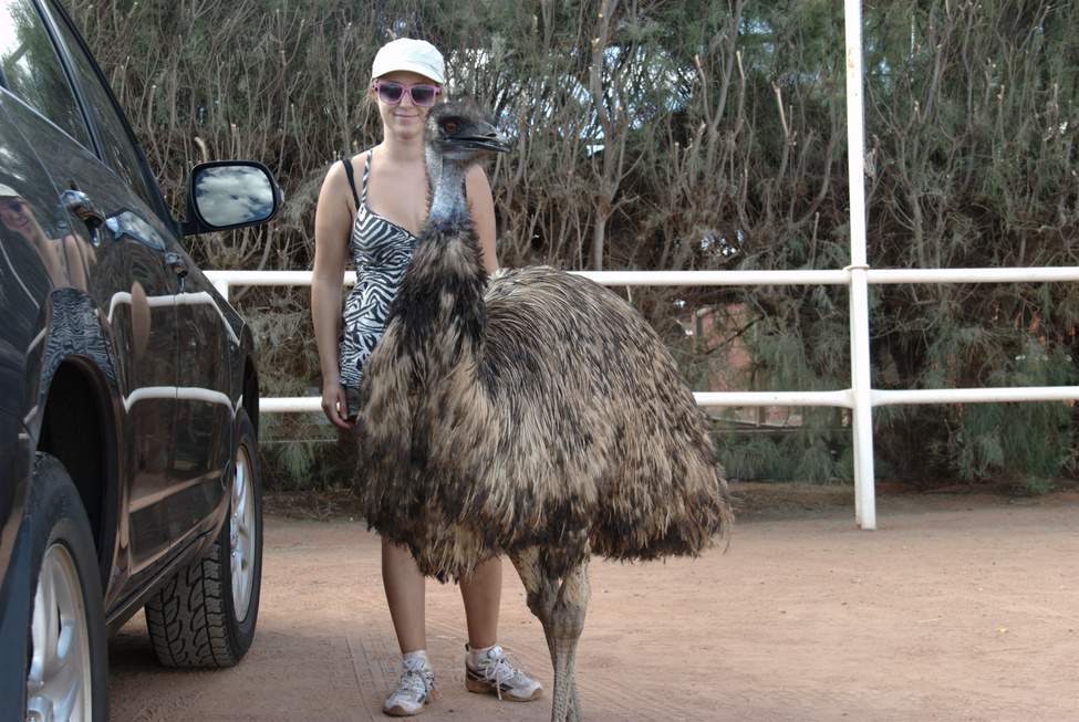 Local emu at Curtin Springs