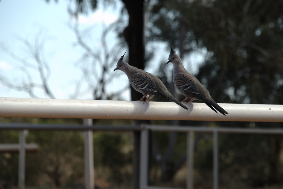 Locals