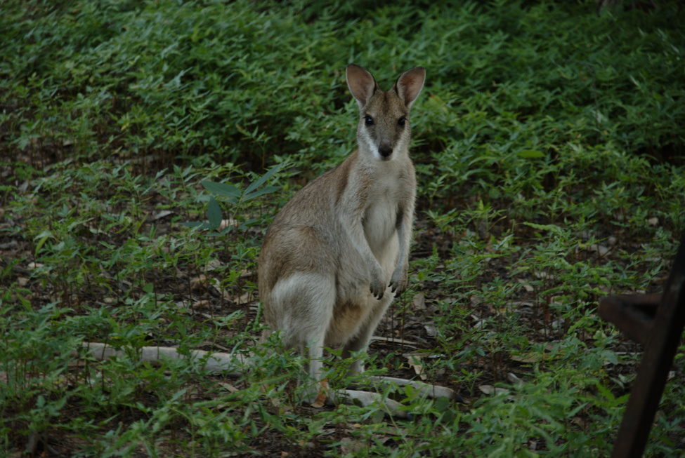 Mataranka local