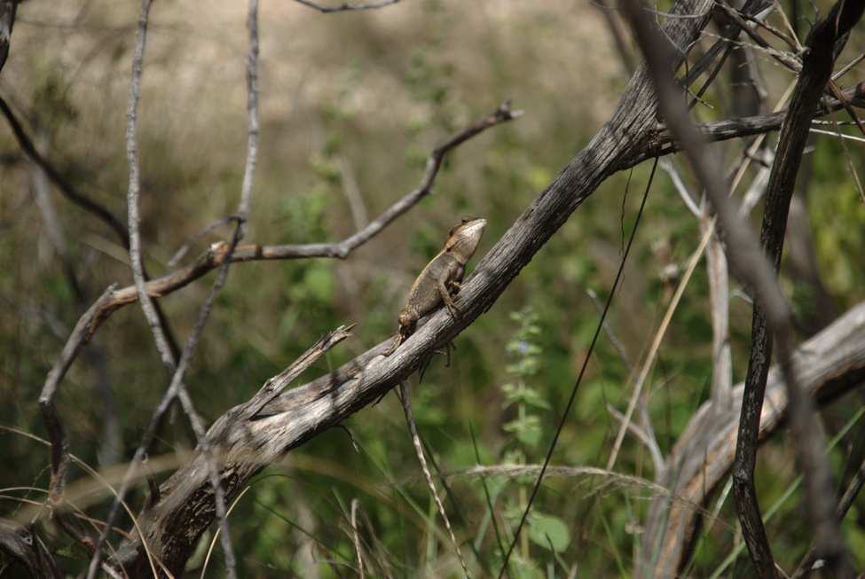 Local at Nitmiluk NP
