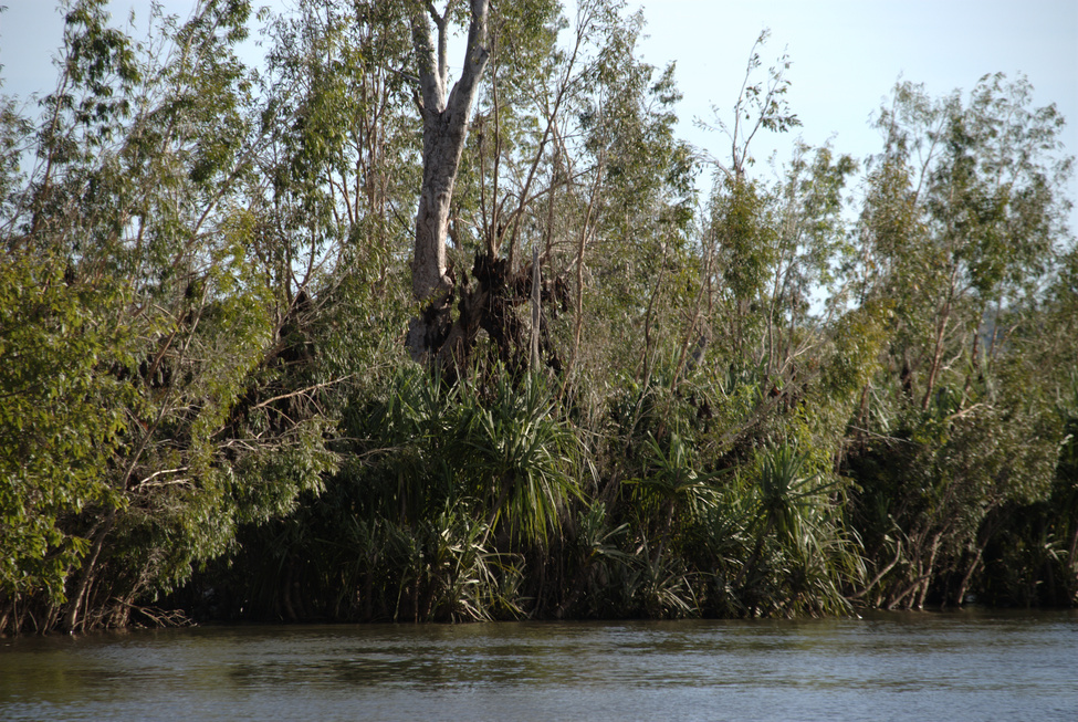 Bats at Nitmiluk