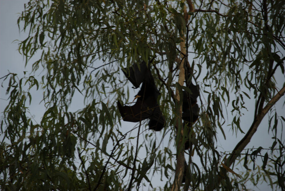 Bats at Nitmiluk