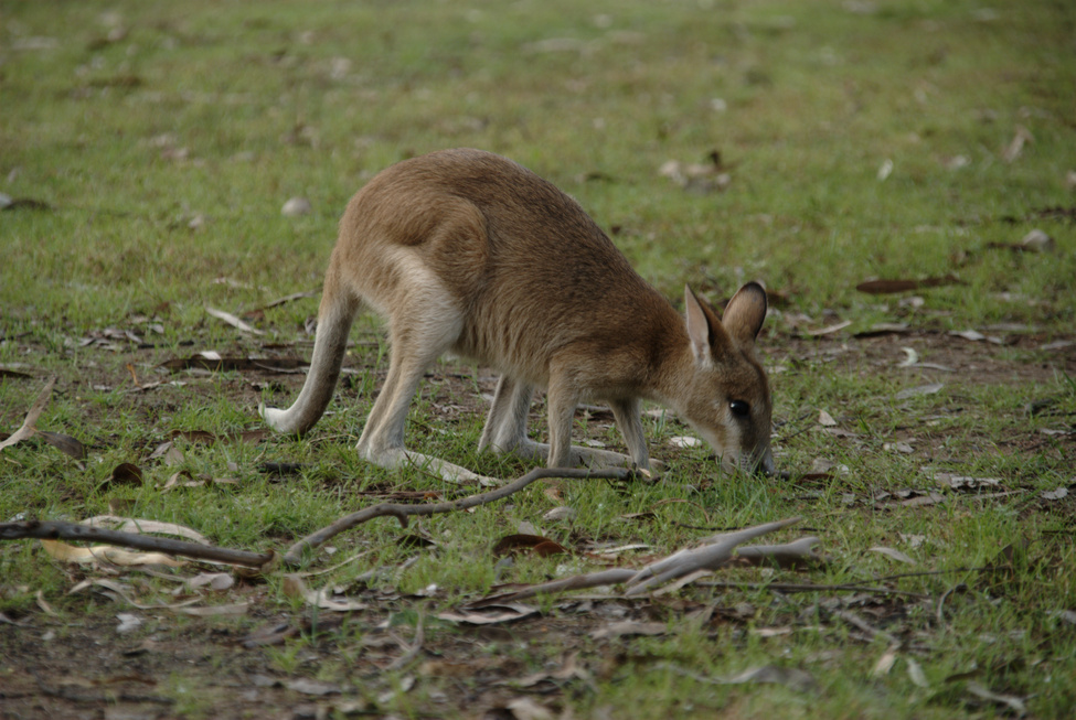Local at Nitmiluk