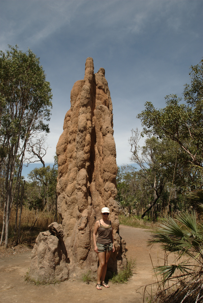 Cathedral termite mound