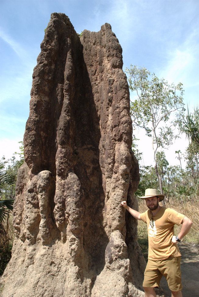 Cathedral termite mound